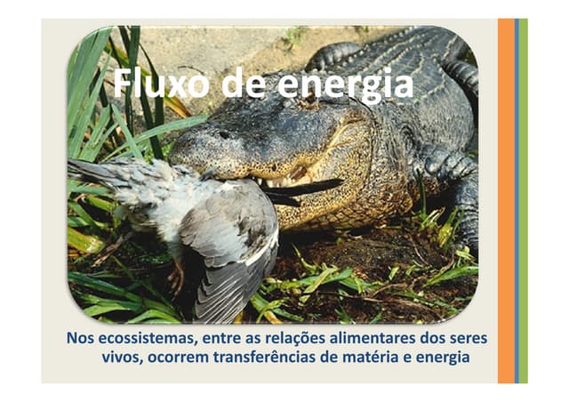 Fluxo de energia