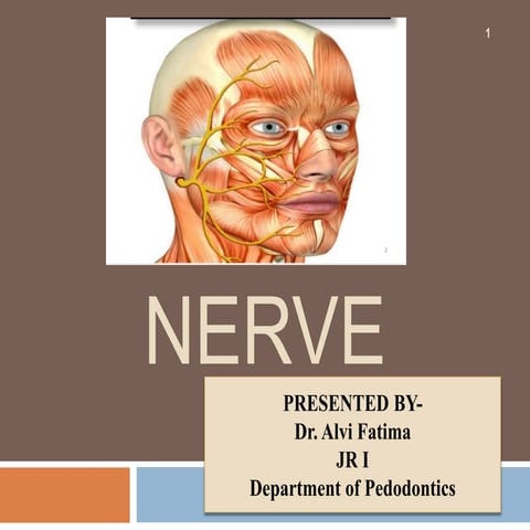Facial nerve 