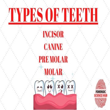 Types of Teeth - Discussing the different types of human teeth | PPT