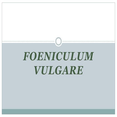 Foeniculum vulgare (Fennel)