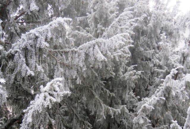 Fog freeze, (Timisoara, Romania)