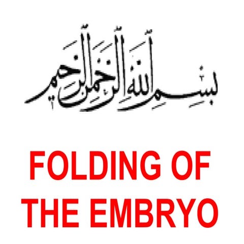 Folding of embryo