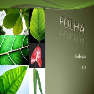 Folha