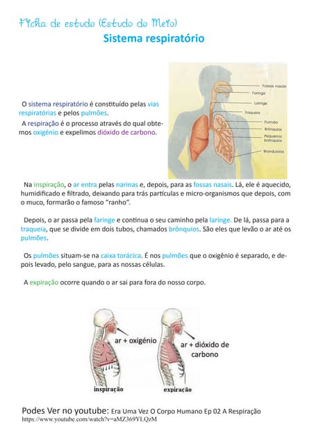 3º ano Folha de estudo em sis respi...