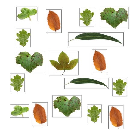 Folhas outono  recorte