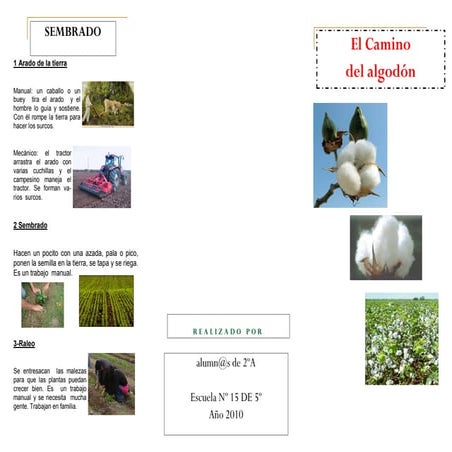 Folleto algodón