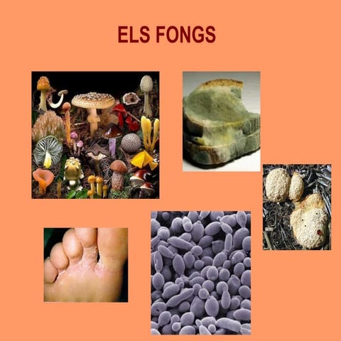 Fongs - diversitat 1 eso