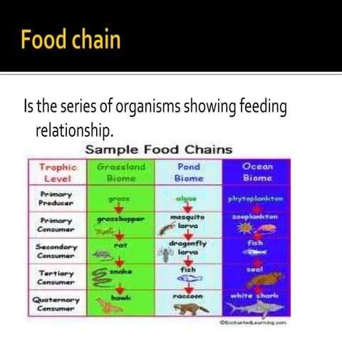 Food chain
