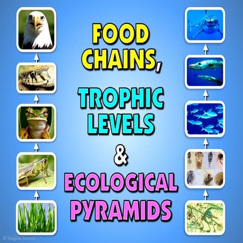 Understanding Food Chains, Ecological Pyramids, and Earth's Natural ...