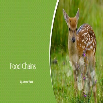 Food chains by Ammar Raed