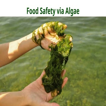 food safety via algae in term of algae application