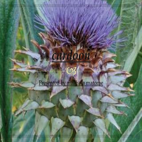 cardoon