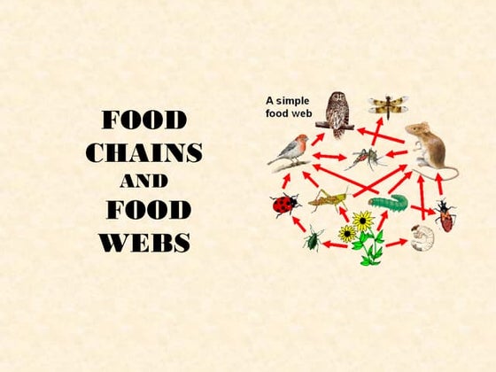 The Food Web PowerPoint | PPTX