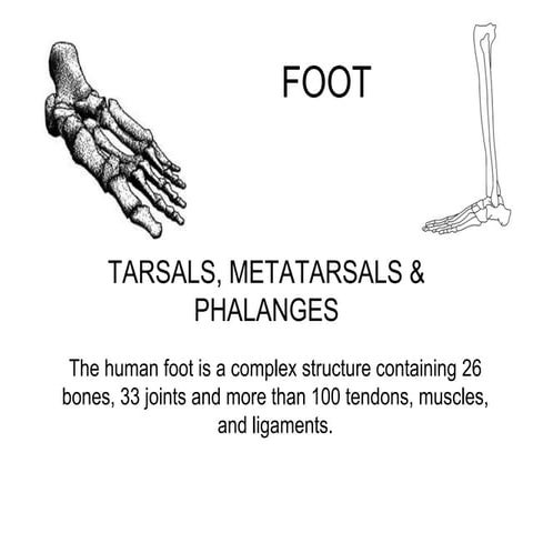 Anatomy of hoof | PPTX