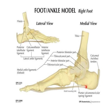 Foot ankle lateral-medial views | DOCX | Death, Injury, or Military ...