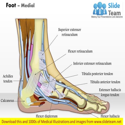 Foot   medial medical images for power point