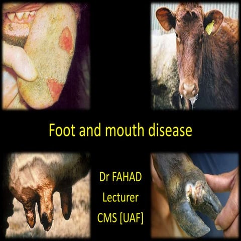 Foot and mouth disease