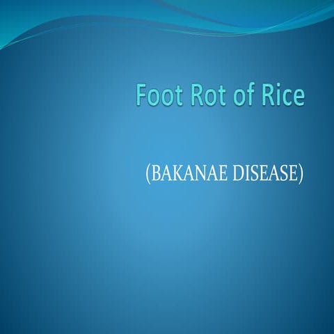 Foot rot or bakanae disease of rice | PPTX