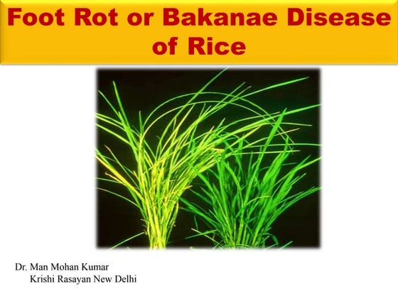 Common Diseases of Root Crops in Utah | PPT