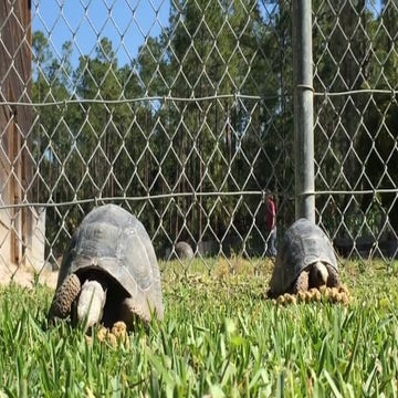 Aldabra Tortoise Farm, Director at Aldabra tortoise farm