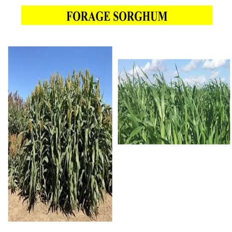 success factors in Farming-Based Livelihood Systems - Copy.pptx
