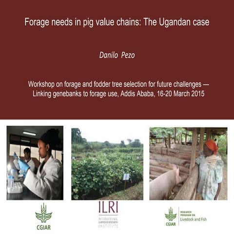 Forage needs in pig value chains: The Ugandan case