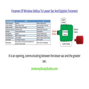 Epiploic Foramen Of Winslow 6 Anatomy Of OMENTUM