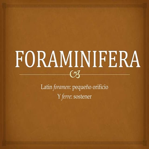 Foraminifera