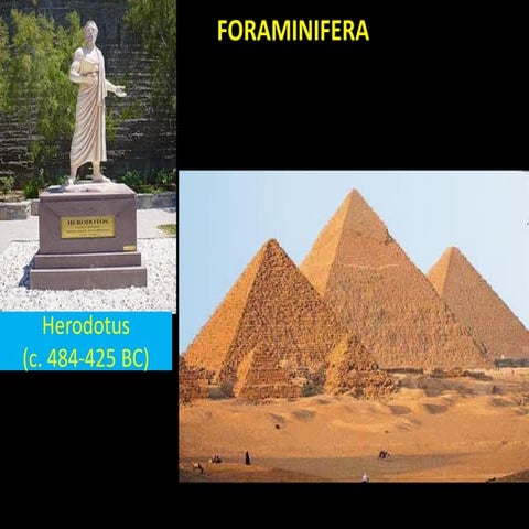 foraminifera micro-paleontology micro fossil