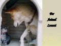 For Animal Lovers