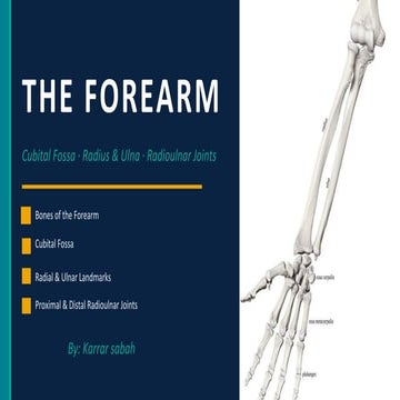 Comprehensive Anatomy of the Forearm: Bones, Joints, and Clinical ...