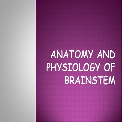 Anatomy and physiology of brain stem