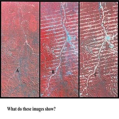 Forest Destruction Lesson