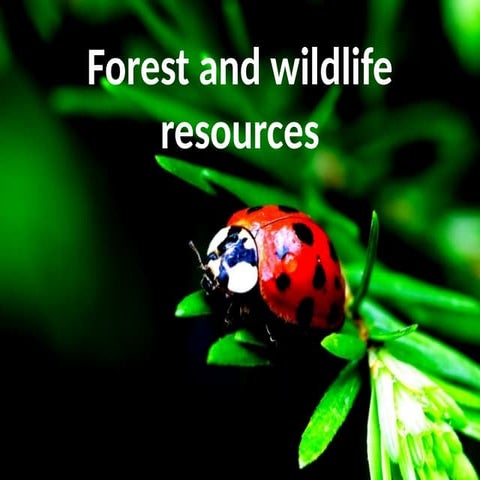 Forest and wildlife | PPTX