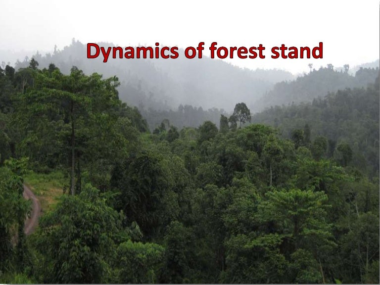 Forest dynamics