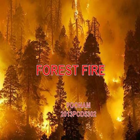 Forest fire a natural disaster