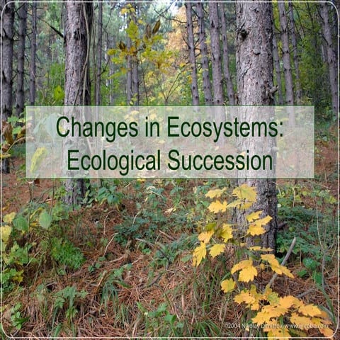 Forest succession and stages ppt