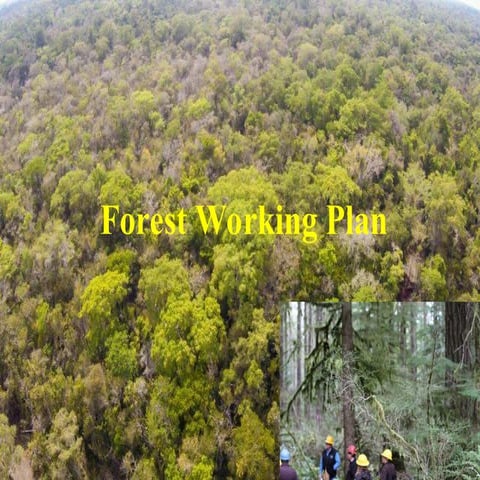 Forest management plan | PDF