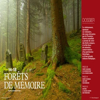 Forêts et grande guerre- Terre sau...