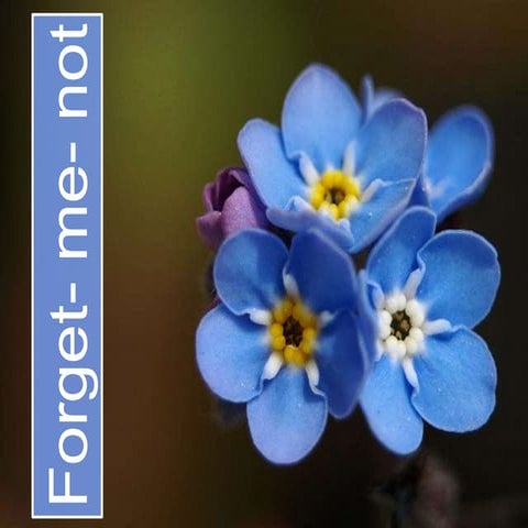 Forget me-not | PPTX