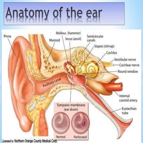 Ear Foreign body how to manage