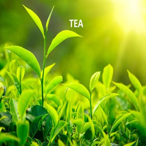 Basics of Tea
