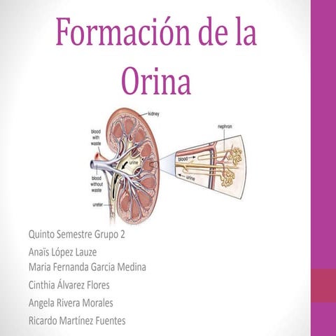 Formación de orina.