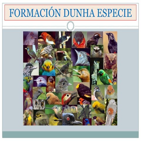Formación dunha especie