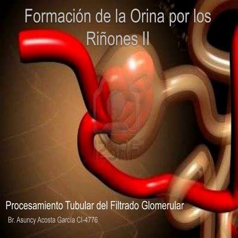 Formacion de la orina por los riñones 2