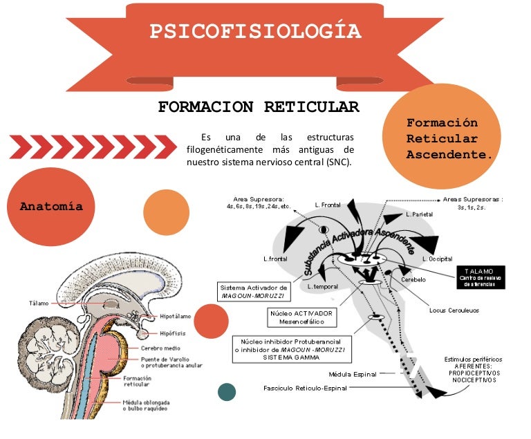 Psicofisiología Formacion Reticular