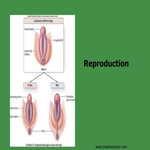 Formation&Development Of Reproductive System