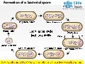 spore formation in bacillus subtilis spore formation in bacillus subtilis