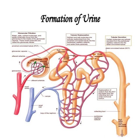 Formation of Urine.pptx mechanism of formation