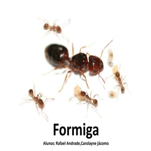 As formigas | PPT